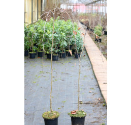 Fagus sylvatica ´Purpurea Pendula´ / Buk lesný previsnutý purpurovo-červený, 120-150 cm, C3