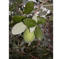 Feijoa sellowiana / Fejchoa / Aka ovocná, 40-60 cm, C2,5
