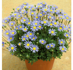 Felicia amelloides ´Felicitara Blue´ / Felicia, Kapská astra , bal. 3ks, 3xK7