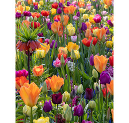 Zmes tulipánov a hyacintov ´FESTIVAL OF COLOURS´ , bal. 100 ks, I, XXL