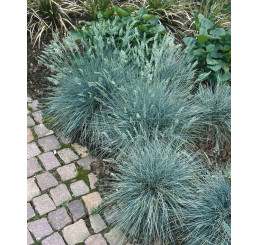Festuca cinerea ´Festina´ / Kostrava sivá, K9