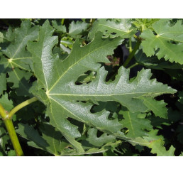 Ficus carica ´Ice Crystal´ / Figovník, 60-80 cm, C5