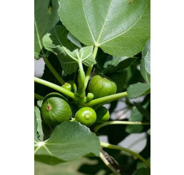 Ficus carica ´Dalmatia´ / Figovník, 30-40 cm, K12