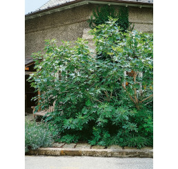 Ficus carica ´Turca´ / Čiernoplodý figovník, 100-120 cm, VK