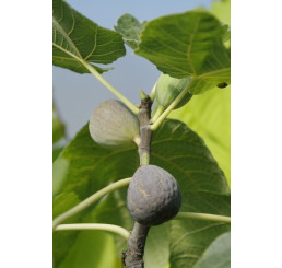 Ficus carica ´Little Miss Figgy´ / Zakrpatený figovník, 30-40 cm, K12