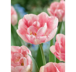 Tulipa ´Finola´ / Tulipán, bal. 5 ks, 11/12