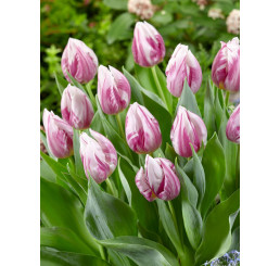 Tulipa ´Flaming Prince´ / Tulipán, bal. 5 ks, 11/12