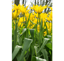 Tulipa ´Flashback´ / Tulipán, bal. 5 ks, 11/12