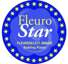 Fragaria ´Rosana®´ / Staleplodiaca jahoda s ružovými kvetmi, K11