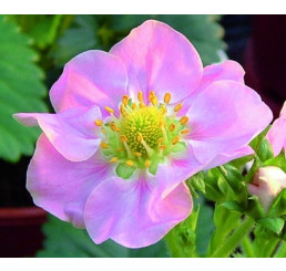 Fragaria ´Rosana®´ / Staleplodiaca jahoda s ružovými kvetmi, K11