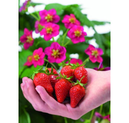 Fragaria ´Toscana®´ / Staleplodiaca jahoda s ružovými kvetmi, K11