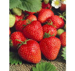 Fragaria ananassa ´Verdi´ / Skoro plodiaca jahoda, bal. 6 ks, 6xK7