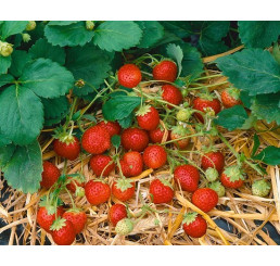 Fragaria ananassa ´Anabelle´ / Stáleplodiaca jahoda, bal. 10 ks, VK
