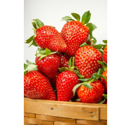 Fragaria ananassa ´Diamante´ / Stáleplodiaca jahoda, bal. 10 ks, VK