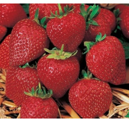 Fragaria ananassa ´Korona´ / Jahoda stredne skorá, bal. 6 ks, 6xK7