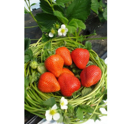 Fragaria ananassa ´Rumba´ / Skoro plodiaca jahoda, bal. 6 ks, 6xK7