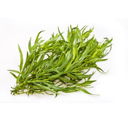 BIO Artemisia dracunculus / Francúsky estragon, K12