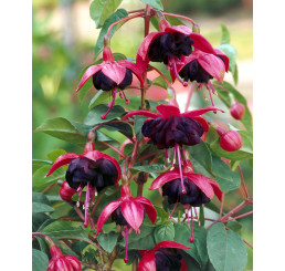 Fuchsia cultivars ® ´Blacky´  / Fuksia, bal. 6 ks, 6x K7