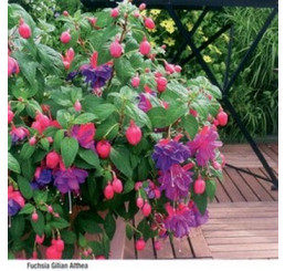 Fuchsia ´Gilian Althea´ / Fuchsia vzpriamená fialová , bal. 6 ks sadbovačov