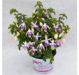 Fuchsia Jollies® ´Macon´  / Fuksia, K7