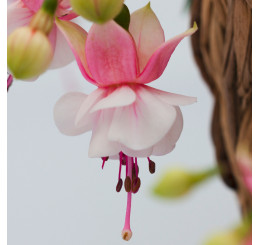 Fuchsia Summermelody® ´Santapilar´ / Fuksia, K7
