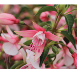 Fuchsia Summermelody® ´Sunantonio´ / Fuksia, bal. 6 ks sadbovačov