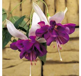 Fuchsia ´Deep Purple´ / Fuksia previsnutá, bal. 6 ks, 6x K7
