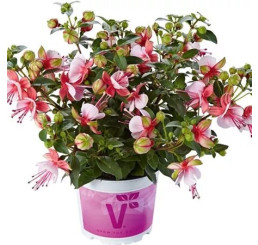 Fuchsia cultivars Fuchsita ®´Candy´  / Fuksia, bal. 6 ks, 6x K7