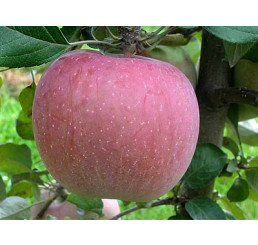 Malus domestica ´Fuji´ / Jabloň zimná, M9