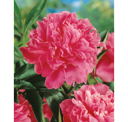 Paeonia lact. ´Edulis Superba´ / Pivonka bylinná, C2