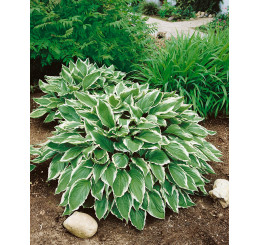 Hosta ´Albomarginata´ / Hosta / Funkia, K9