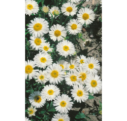 Aster alpinus ´White Beauty´ / Astra alpínska, K9