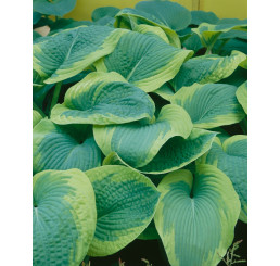 Hosta ´Frances Williams´ / Hosta / Funkia, K9