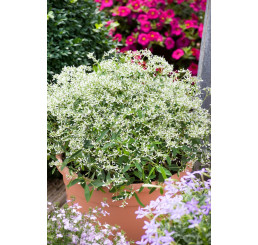 Euphorbia hypericifolia ´pac®Mont Blanc´ / Mliečnik ľubovníkolistý, bal. 6 ks sadbovačov