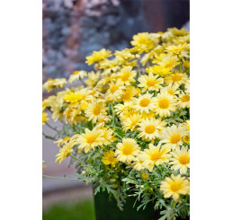 Argyranthemum pac® Day-Zee® Yellow / Chryzantémovka, K7