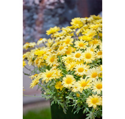 Argyranthemum pac® Day-Zee® Yellow / Chryzantémovka, bal. 6 ks sadbovačov