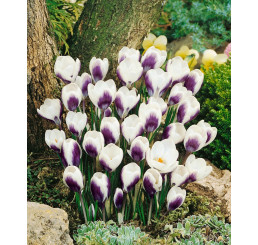Crocus ´Prins Claus´ / Botanický šafran, bal. 15 ks, 5/7