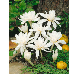 Colchicum autumnale ´Alboplenum´ / Plnokvetá biela jesienka, 13/+