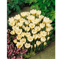Crocus ´Cream Beauty´ / Botanický šafran, bal. 15 ks, 5/+