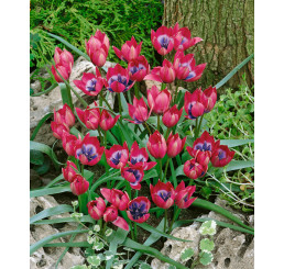 Tulipa ´Little Beauty´ / Tulipán, bal. 5 ks, 6/+
