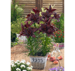 Lilium Mapira´ / Ľalia, bal. 2 ks, 16/18
