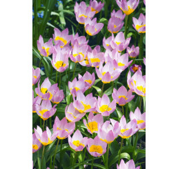 Tulipa ´Bakeri Lilac Wonder´ / Tulipán, bal. 10 ks, 6/+