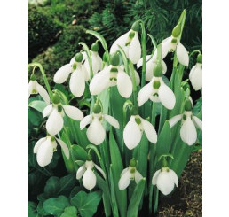 Galanthus elwesii / Obrovské snežienky, bal. 10 ks, 5/6