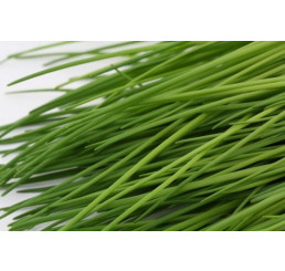 Allium schoenoprasum / Cesnak pažítkový / Pažítka, K9