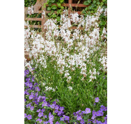 Gaura lindheimeri ´Gambit® Compact White´ / Gaura, sviečkovec, K9