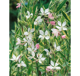 Gaura lindheimeri ´Gambit® Variegata Rose´ / Gaura, sviečkovec, K9