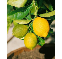 Citrus limon ´Genoa´ / Citrónovník, 25-40 cm, C2