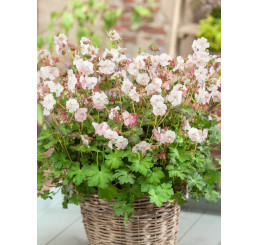 Geranium x hybridum ˇSt. Ola´ / Pakost, K9