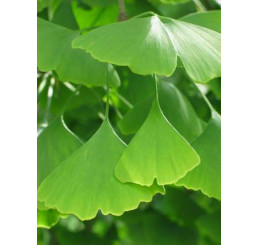 Ginkgo biloba / Ginko dvojlaločné, 40-60 cm, C1,5