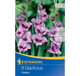 Gladiolus ´Passos´ / Mečík, bal. 8 ks, 12/14